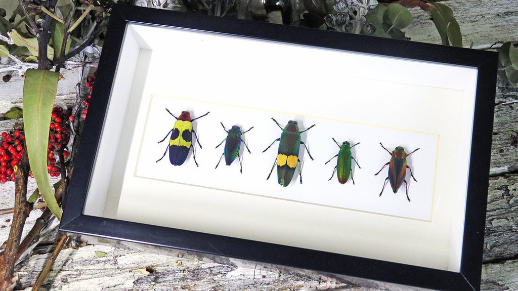 jewel beetles bugs insects  Bits & Bugs 
