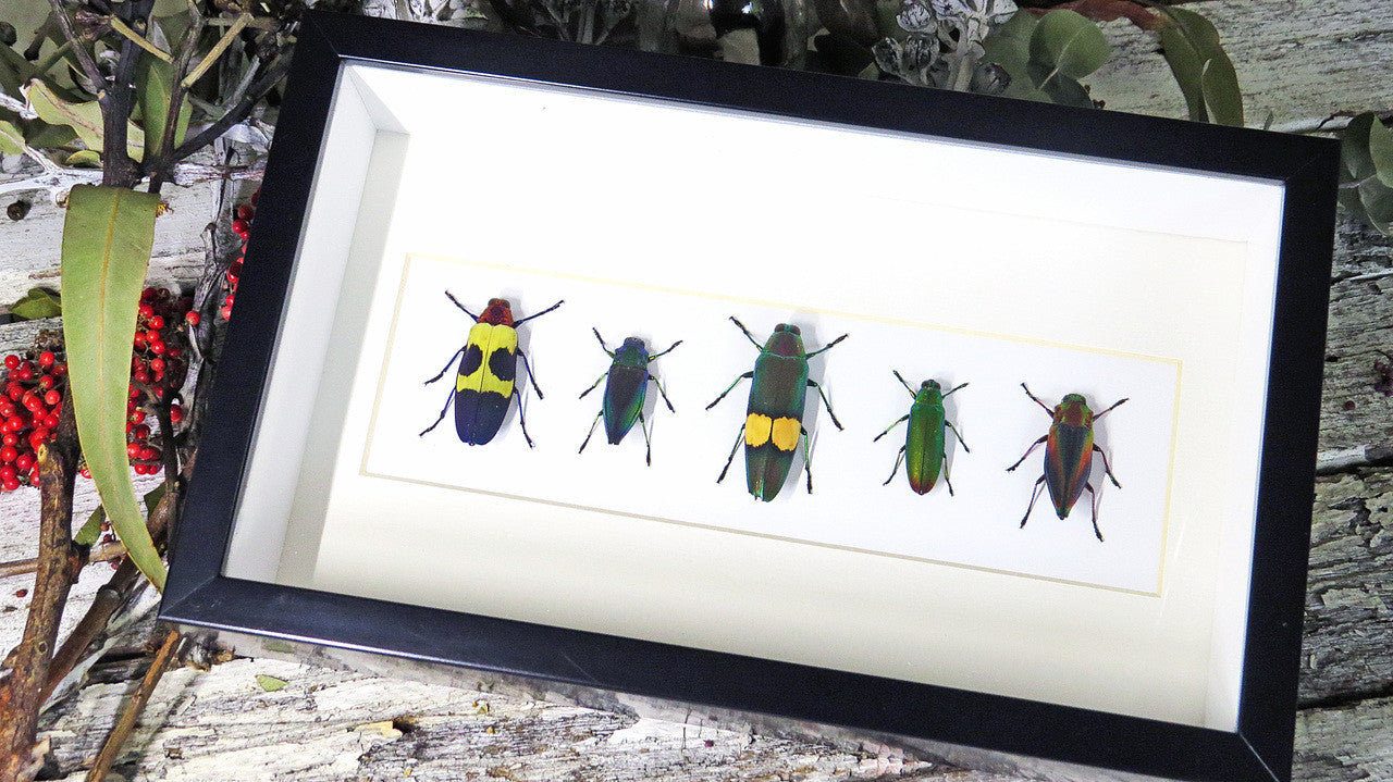 jewel beetles bugs insects  Bits & Bugs 