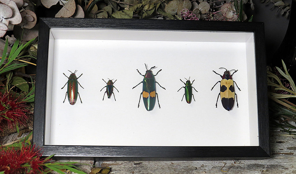 Jewel beetle
