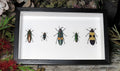 Jewel beetle