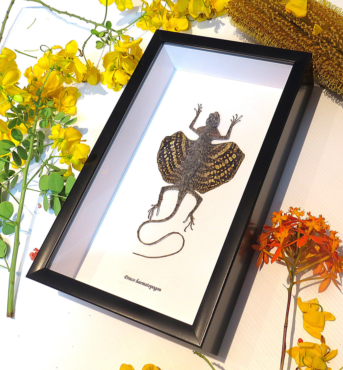 Draco haematopogon yellow