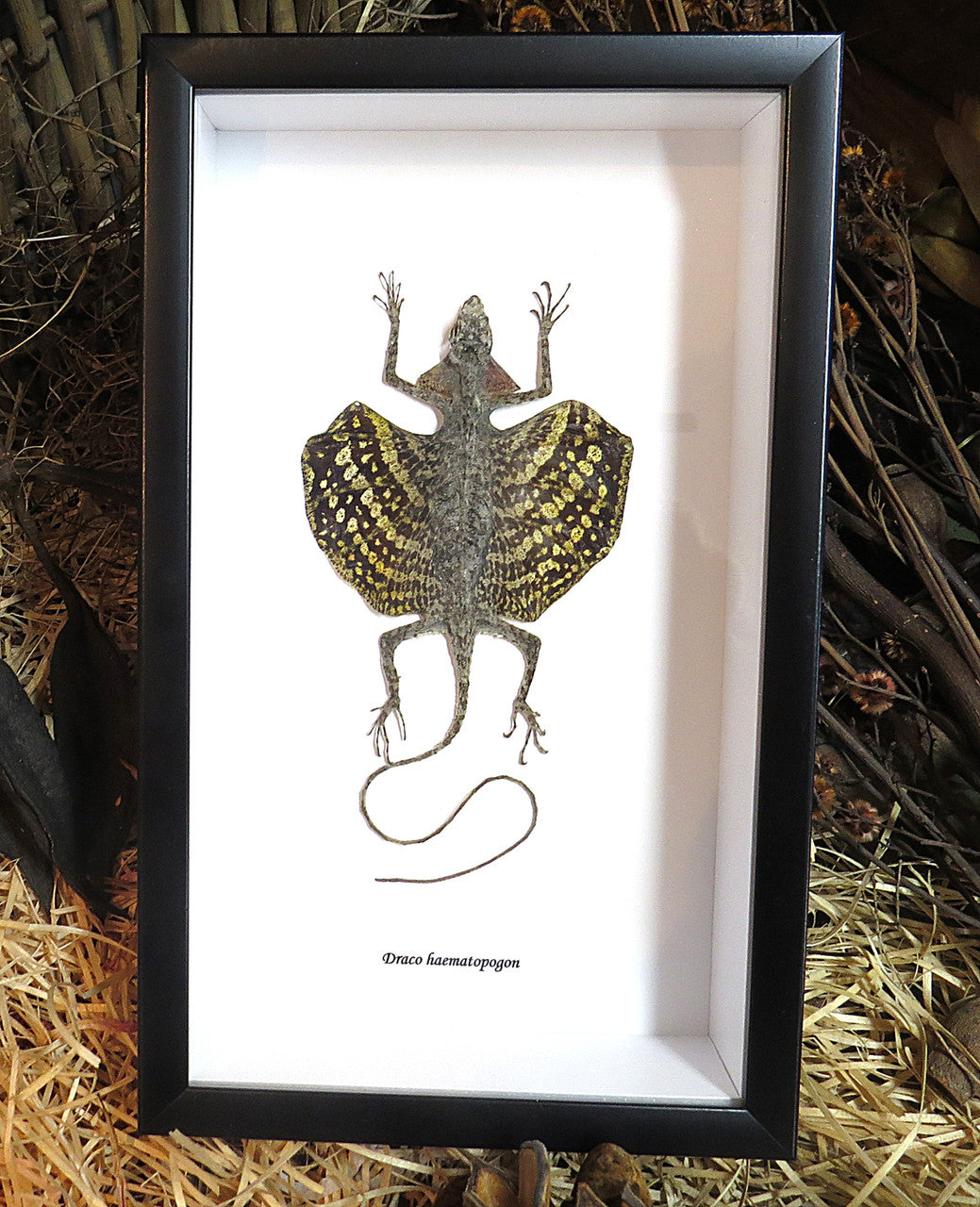Draco haematopogon yellow
