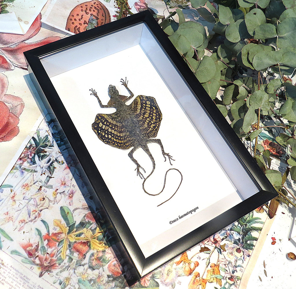 Draco haematopogon yellow