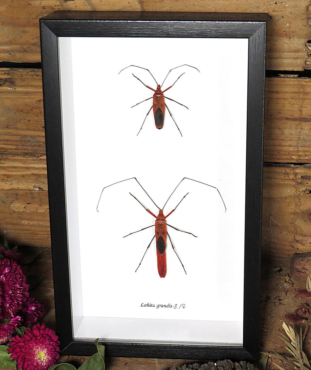 Lohita grandis