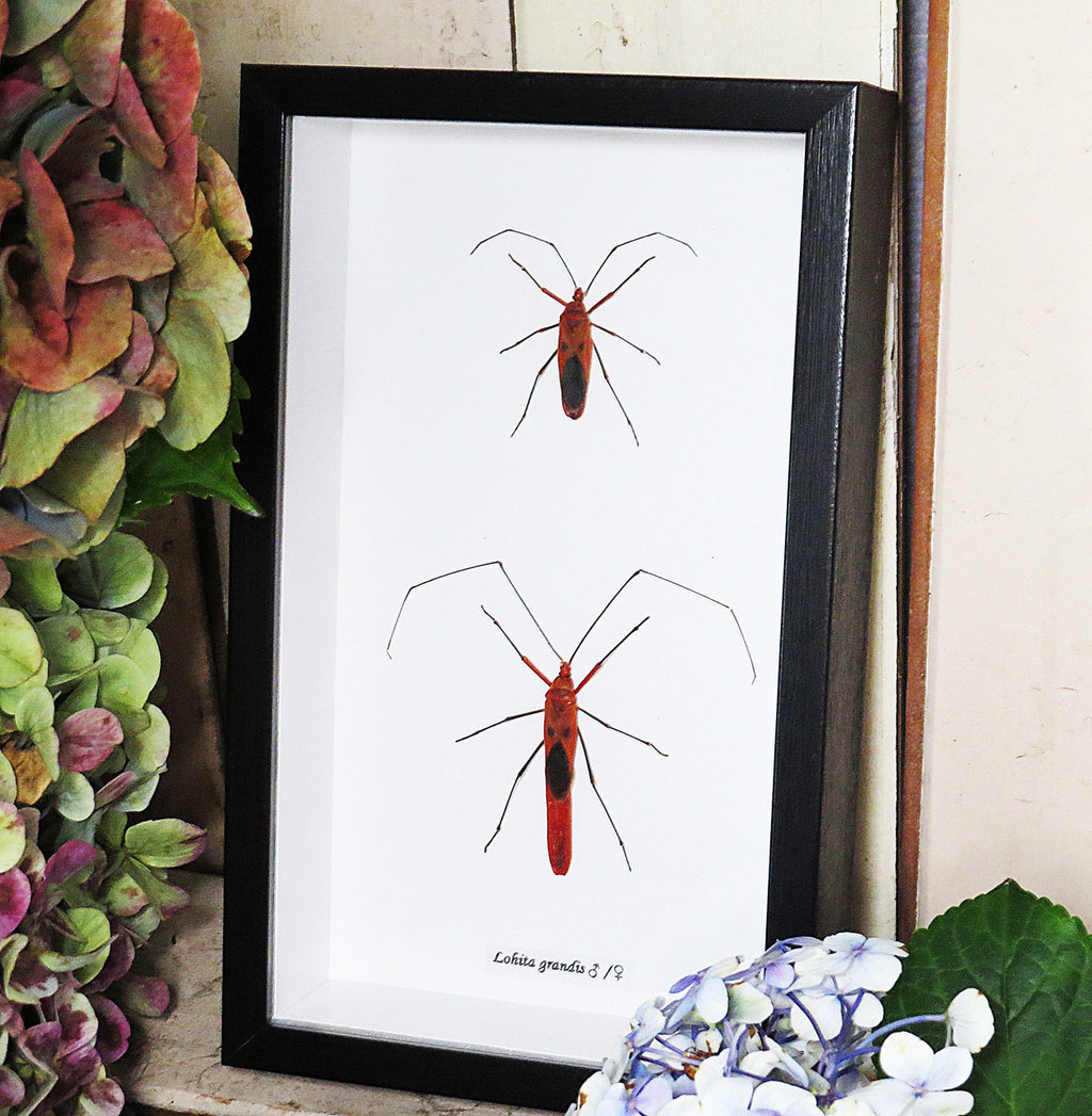 Lohita grandis
