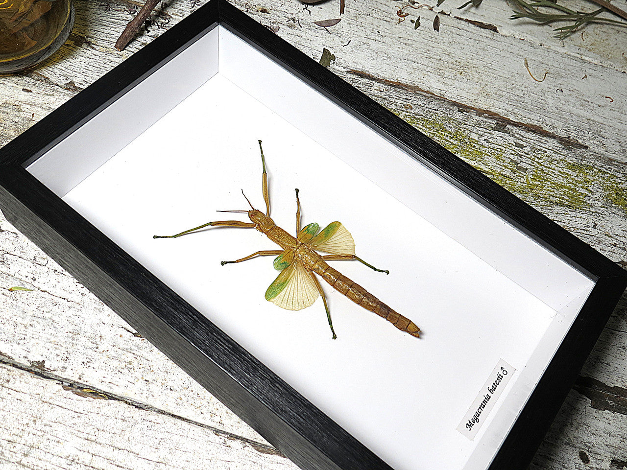 Megacrania batesii