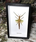 Megacrania batesii