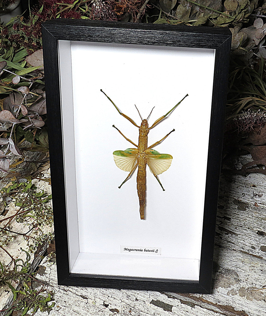 Megacrania batesii