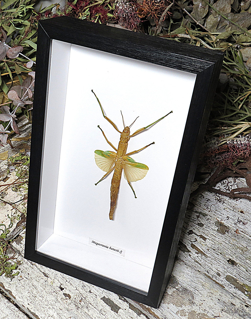 Megacrania batesii