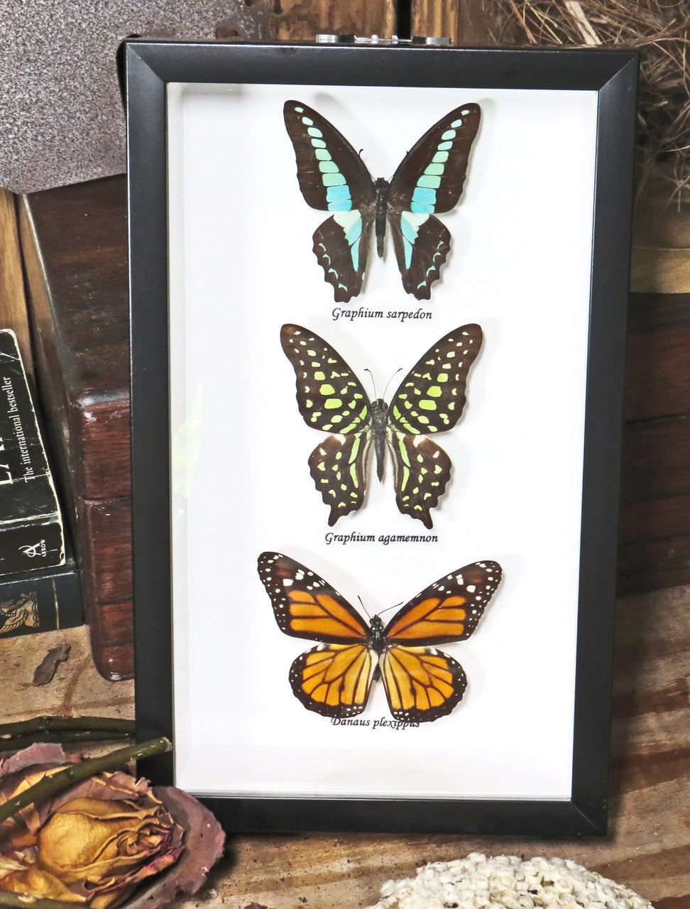 Australian butterflies