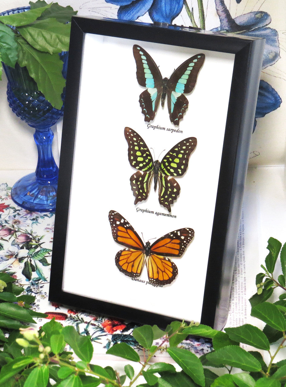 Australian butterflies
