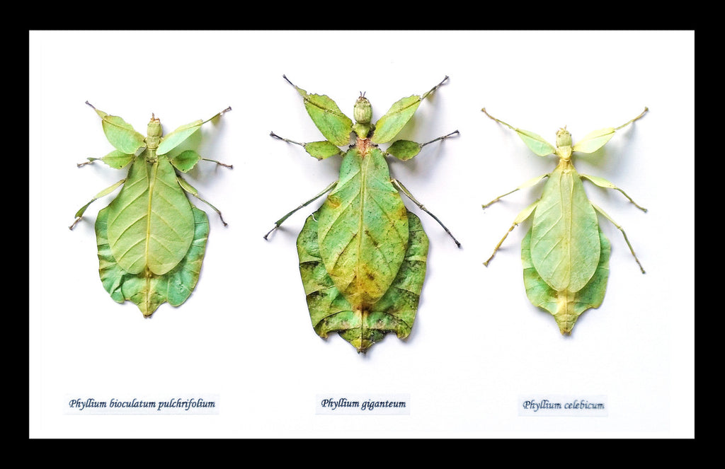 Phyllium leaf insect Bits & Bugs