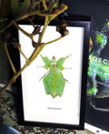 Phyllium giganteum