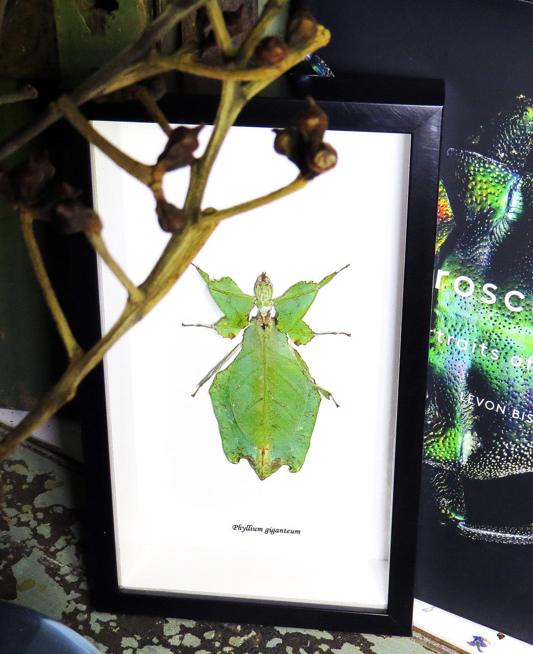 Phyllium giganteum