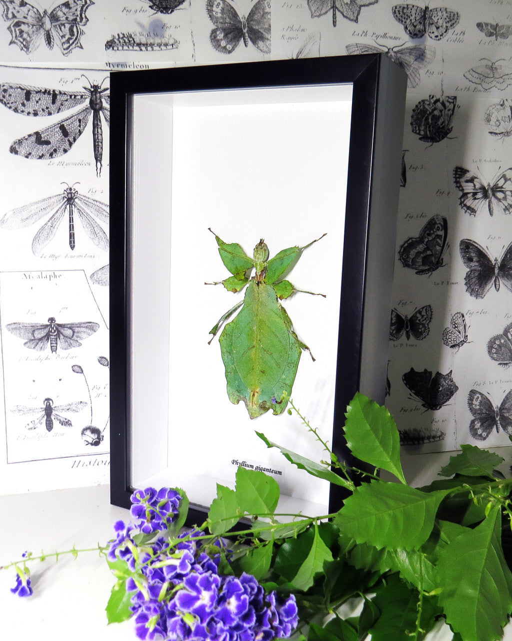 Phyllium giganteum