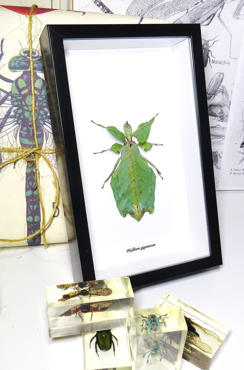 Phyllium giganteum
