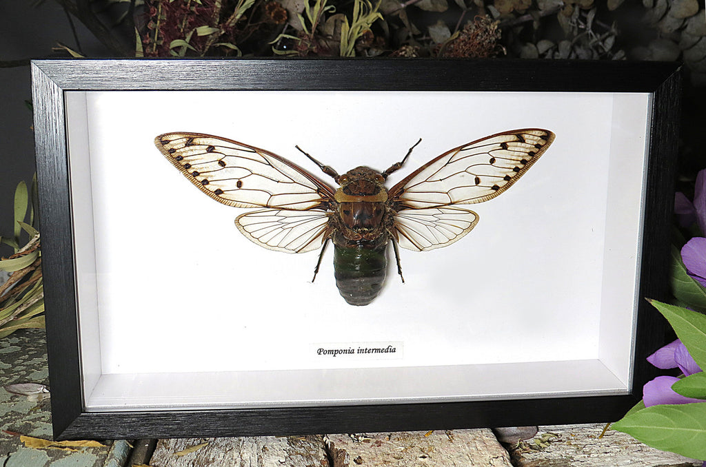 Pomponia intermedia