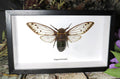 Pomponia intermedia