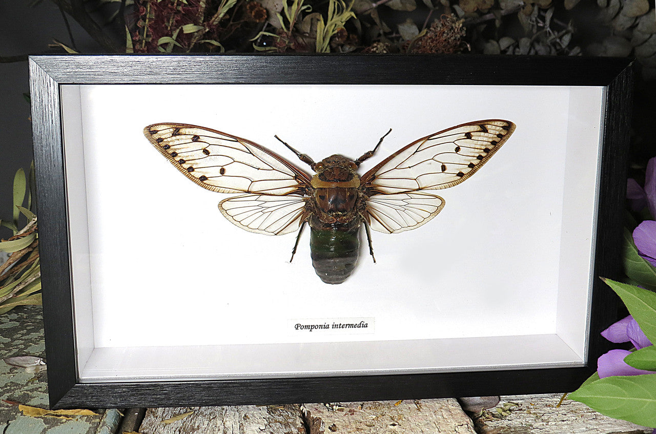 Pomponia intermedia