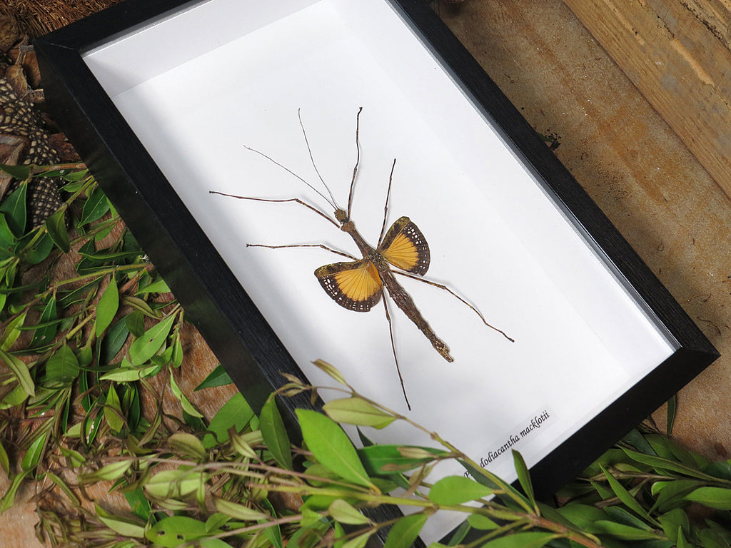 Pseudodiacantha macklotii 