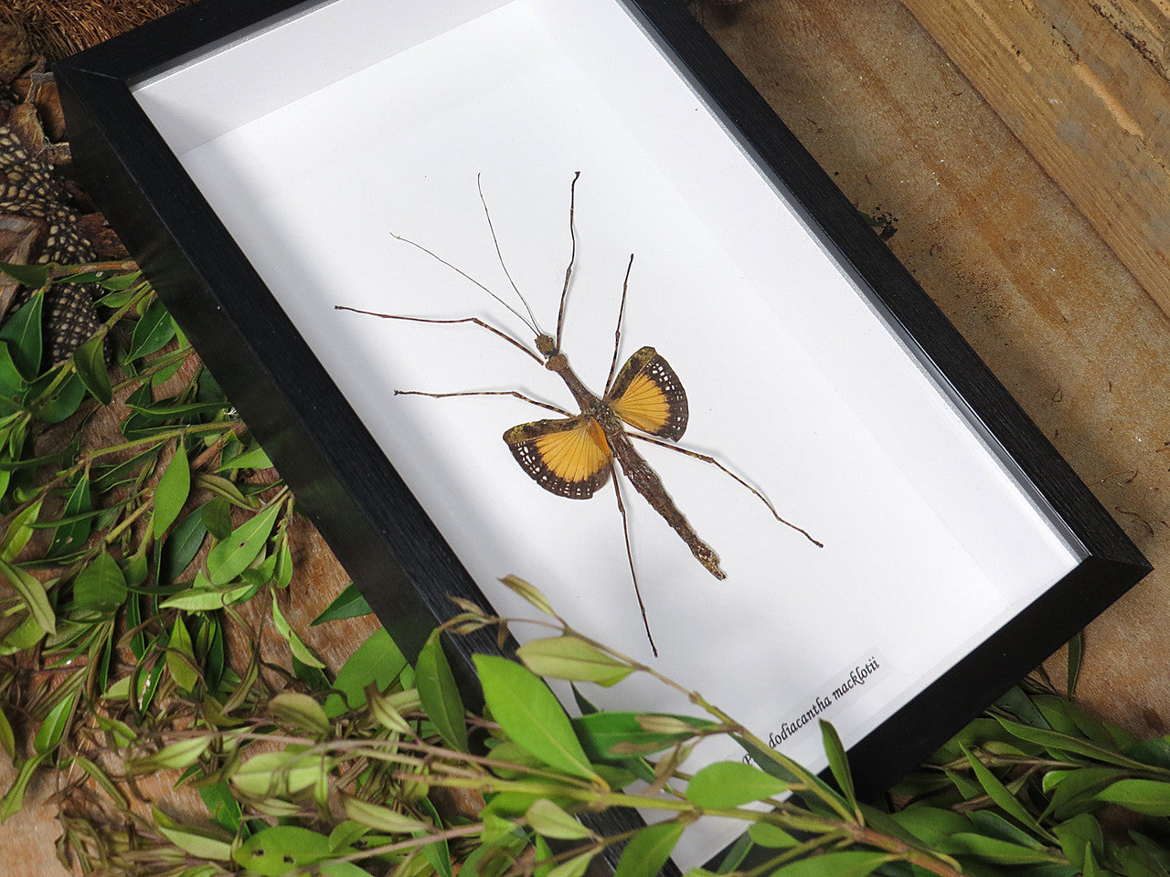 Pseudodiacantha macklotii 