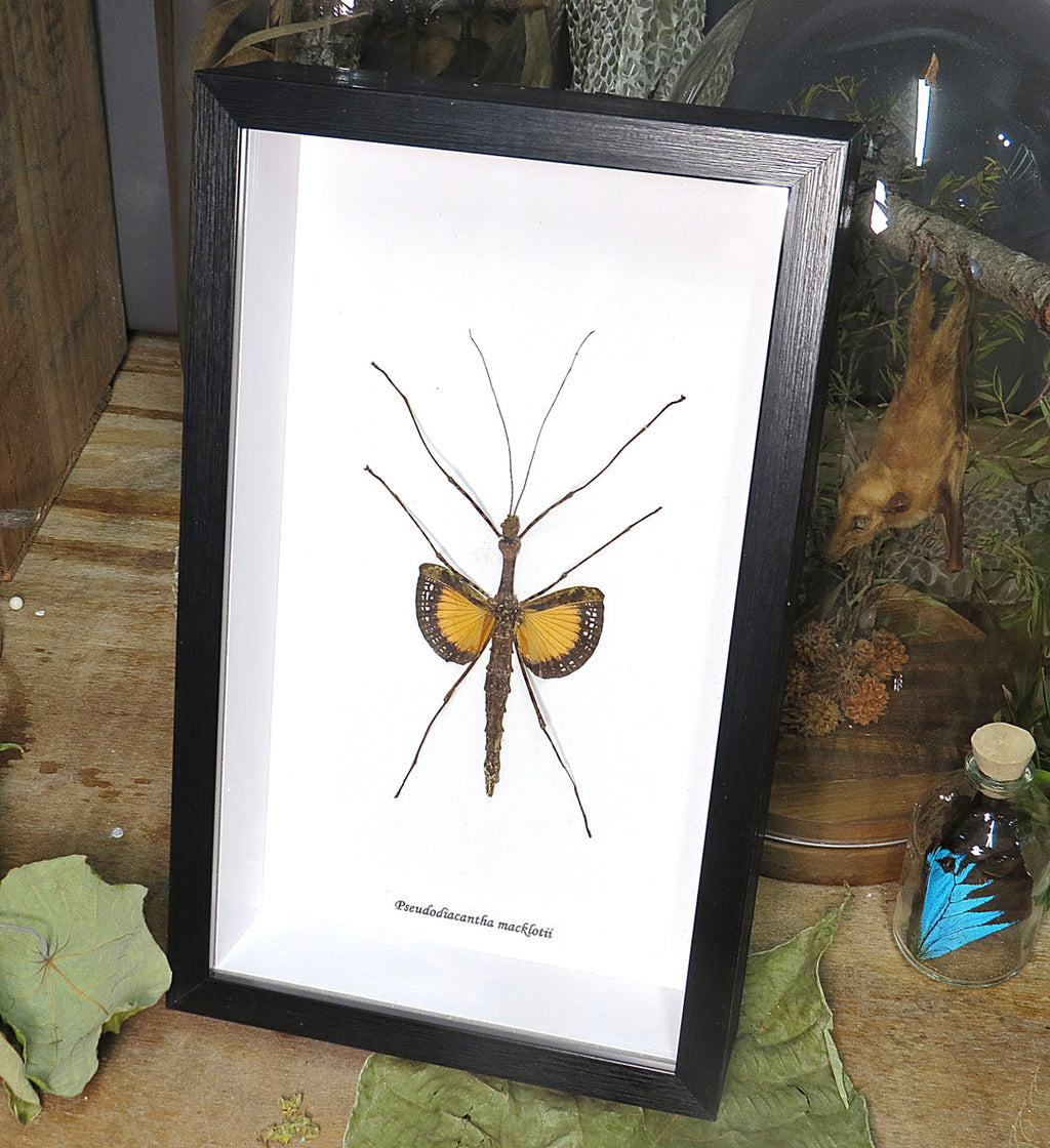 Pseudodiacantha macklotii 
