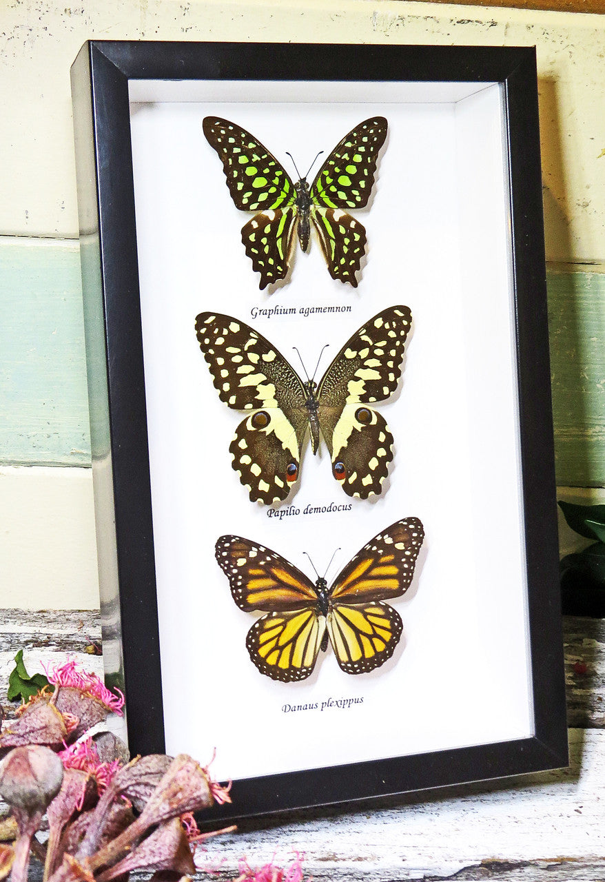 Australian butterflies framed Bits and Bugs