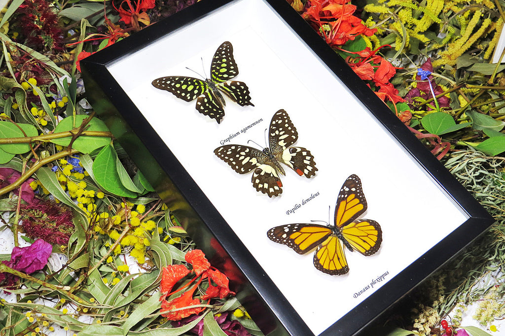 Australian butterflies framed Bits and Bugs