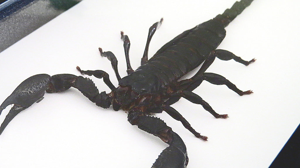 Scorpion Bits & Bugs 