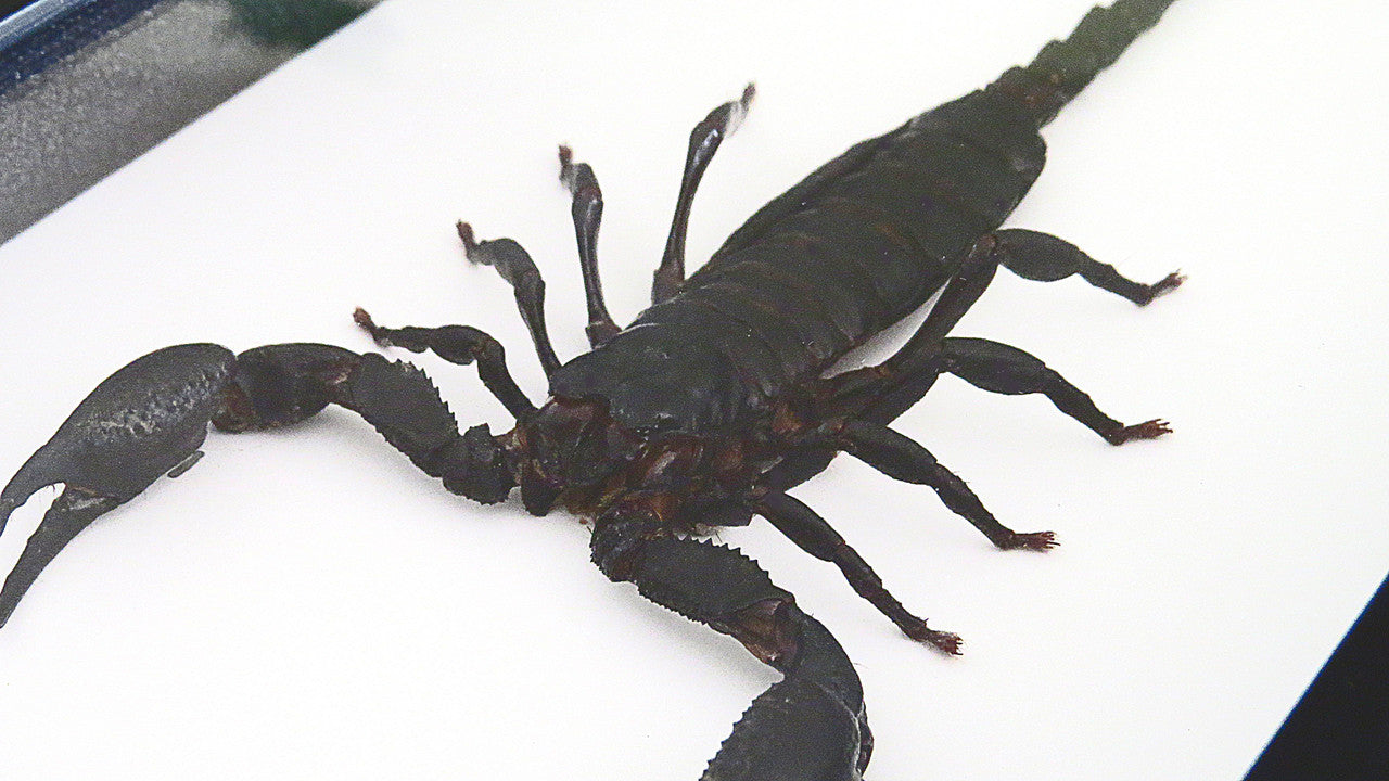Scorpion Bits & Bugs 