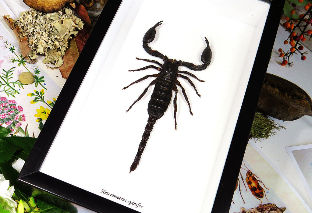 Scorpion in frame  Bits & Bugs 