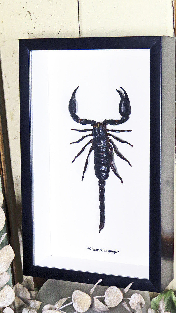 Scorpion in frame  Bits & Bugs 