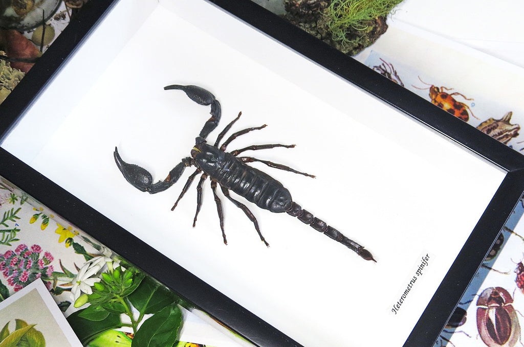 Scorpion in frame  Bits & Bugs 