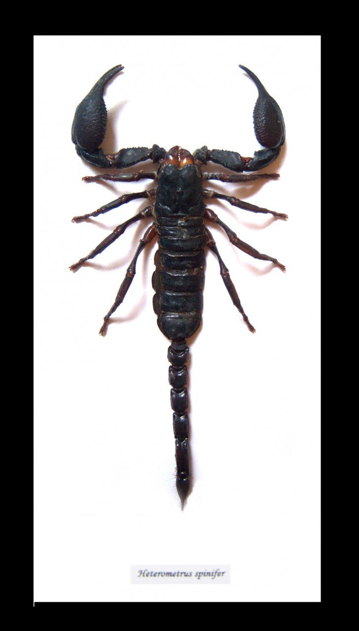 Scorpion Bits & Bugs 