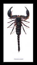 Scorpion Bits & Bugs 