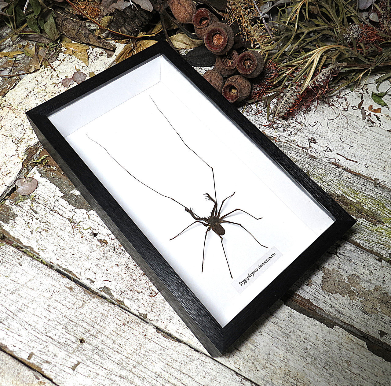 Single Framed Bugs – Bits & Bugs