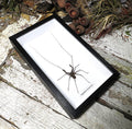 Stygophrynus dammermani 