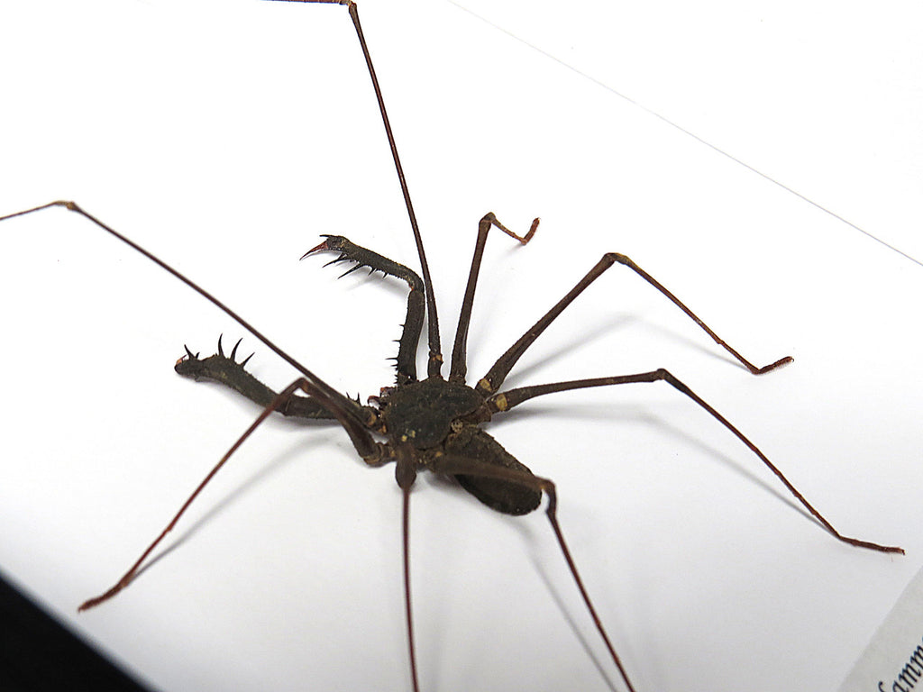 Stygophrynus dammermani 