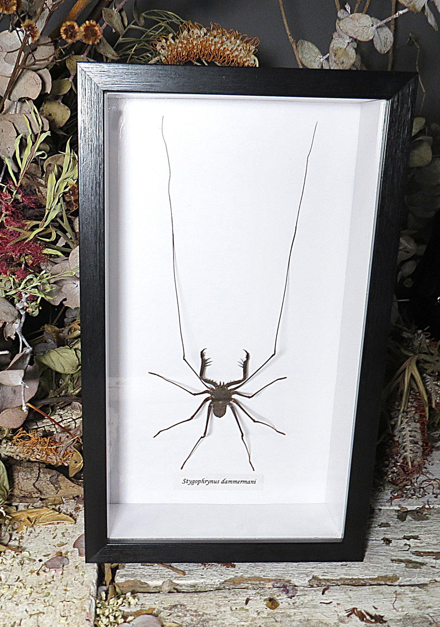 Stygophrynus dammermani 