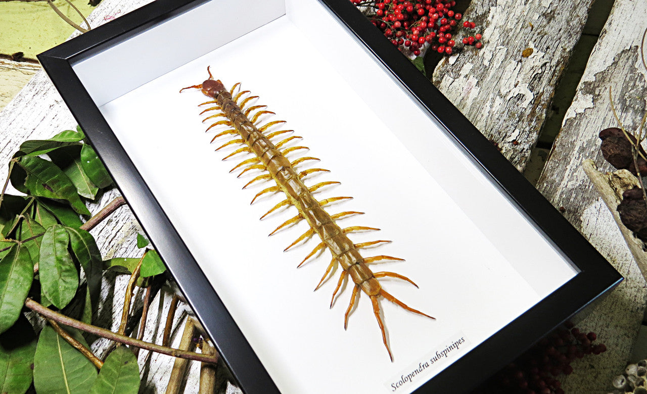 Centipede insect real Scolopendra subspinipes Bits & Bugs 