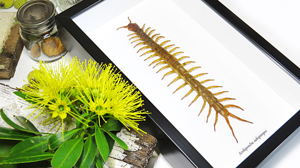 Centipede insect real Scolopendra subspinipes Bits & Bugs 
