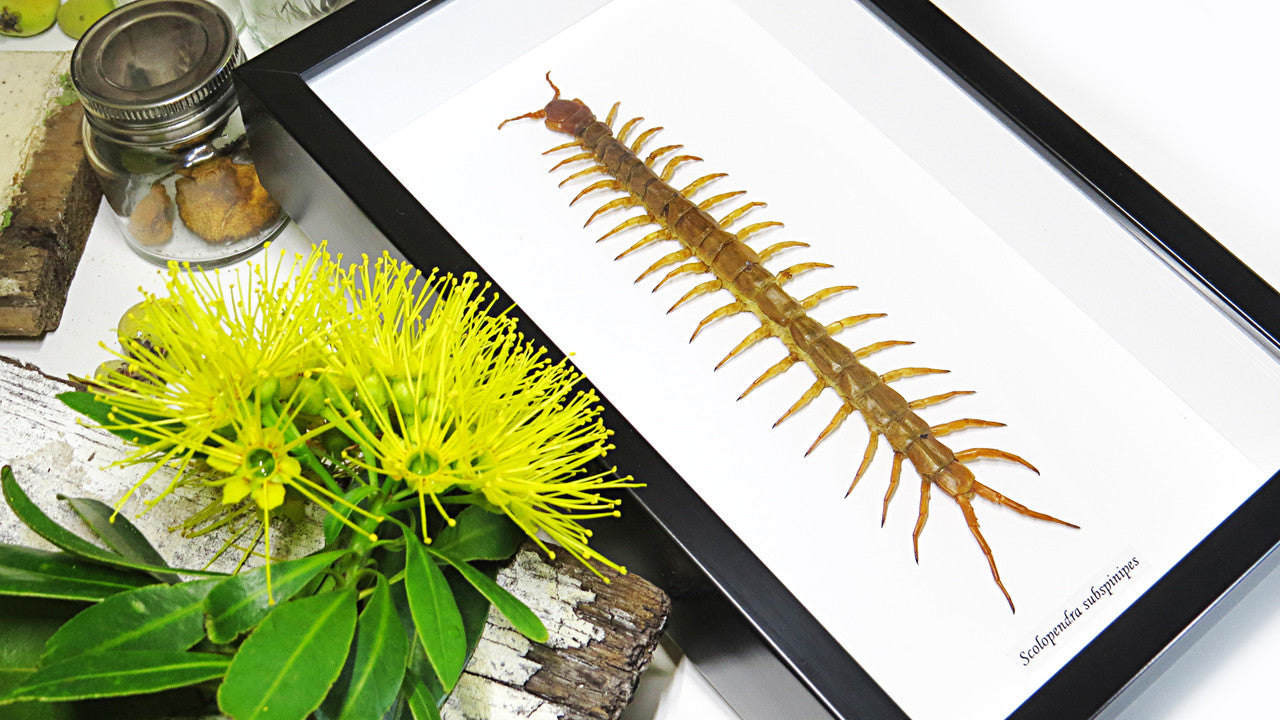 Centipede insect real Scolopendra subspinipes Bits & Bugs 