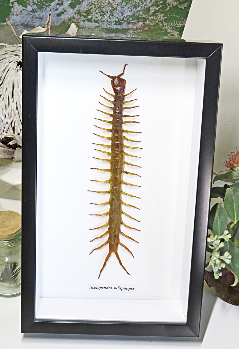 Centipede insect real Scolopendra subspinipes Bits & Bugs 