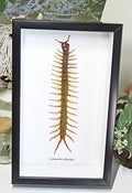 Centipede insect real Scolopendra subspinipes Bits & Bugs 