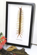 Centipede insect real Scolopendra subspinipes Bits & Bugs 