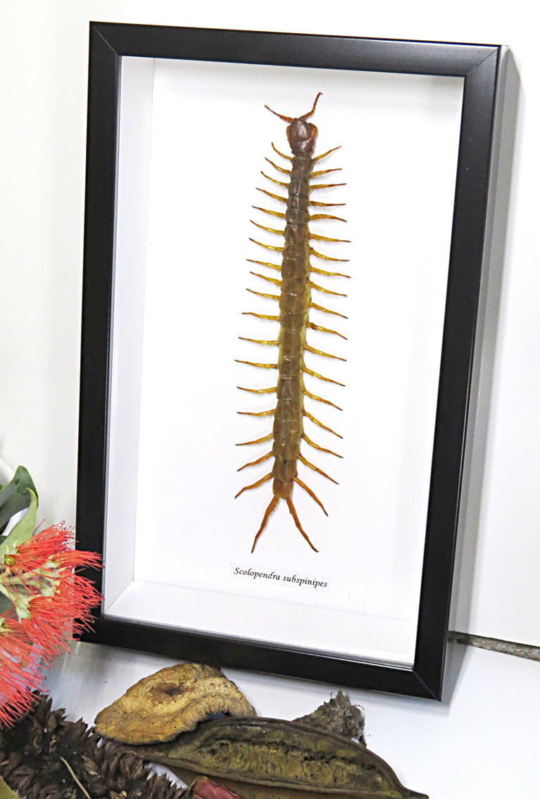 Centipede insect real Scolopendra subspinipes Bits & Bugs 