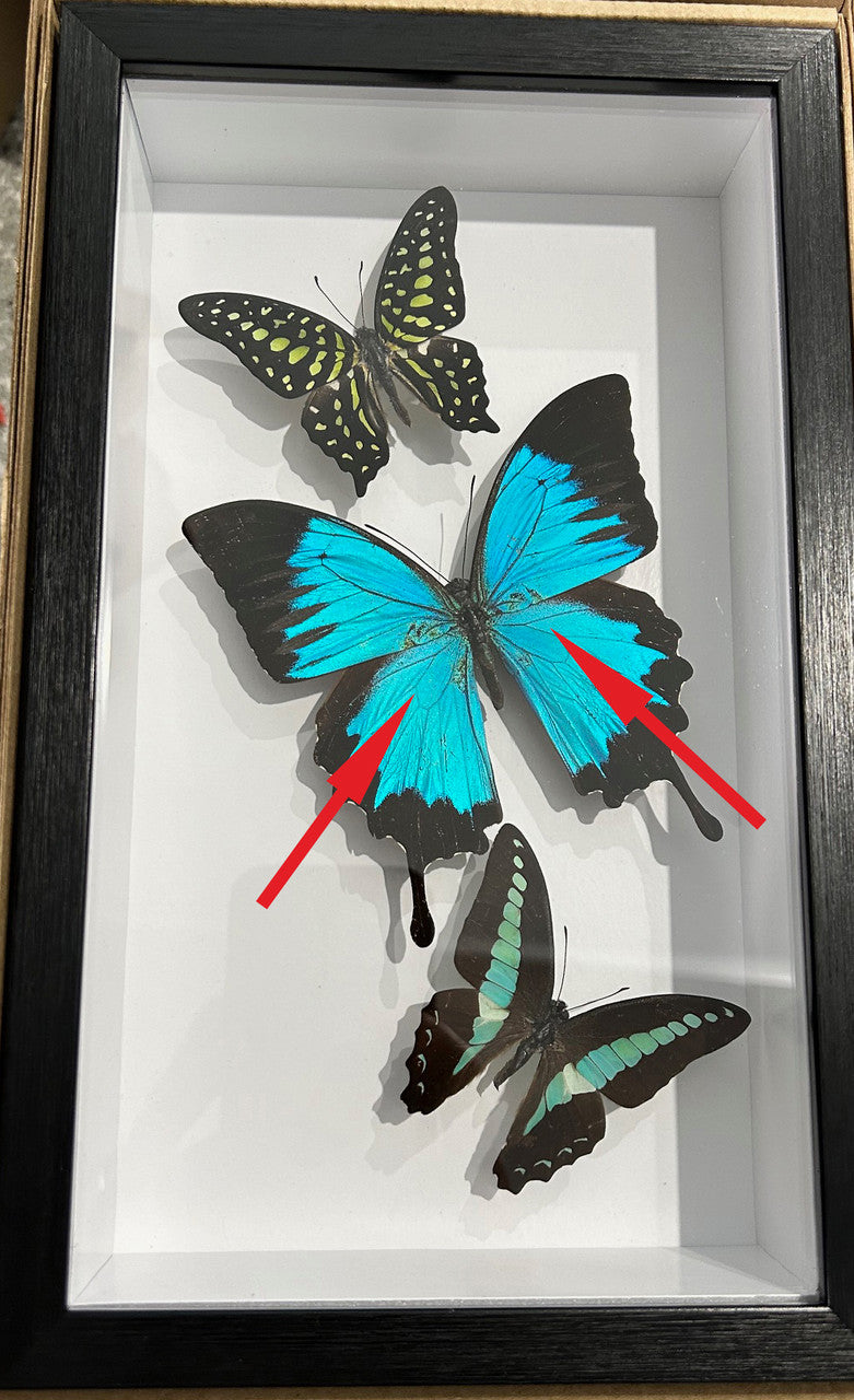 Australian butterflies # H3 ( special )