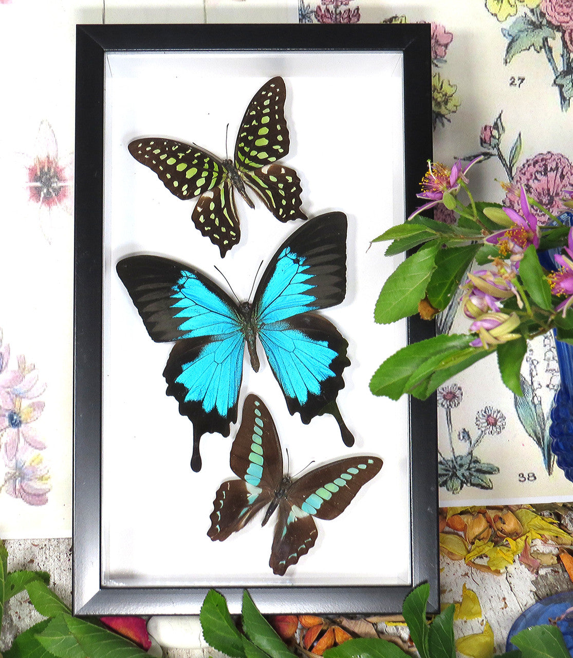 Australian butterflies