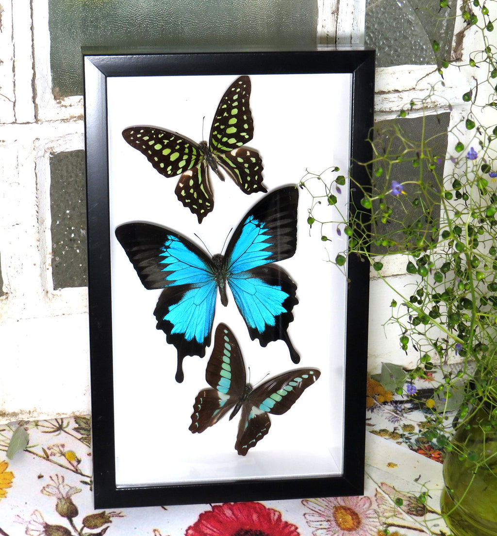 Australian butterflies