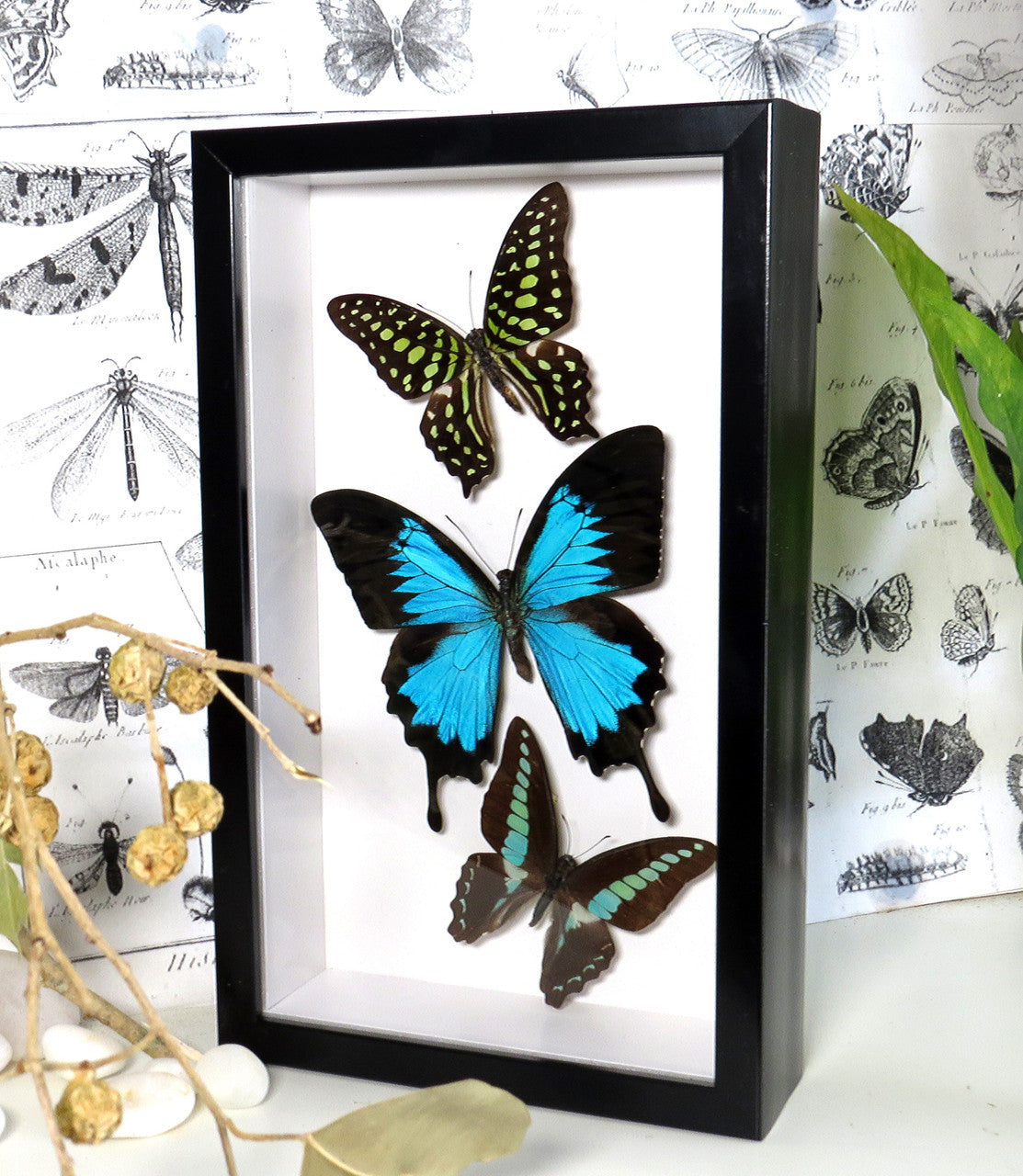 Australian butterflies